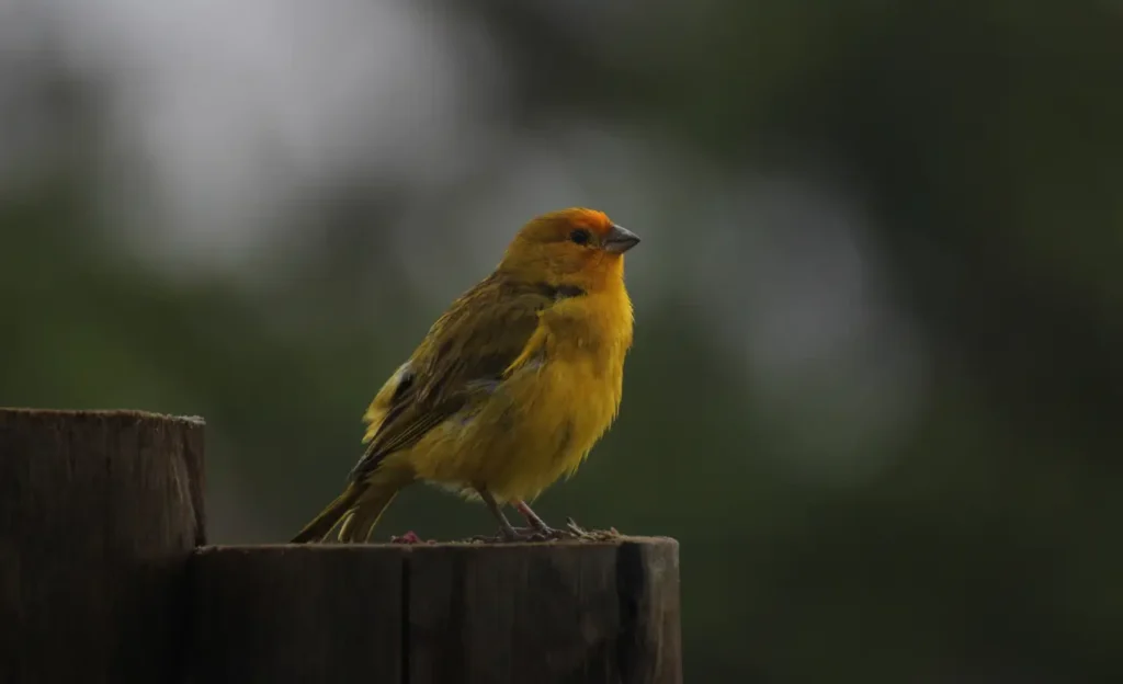 saffron finch habitat