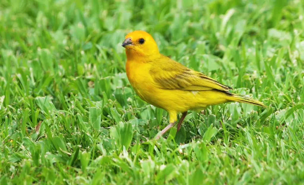saffron finch hawaii