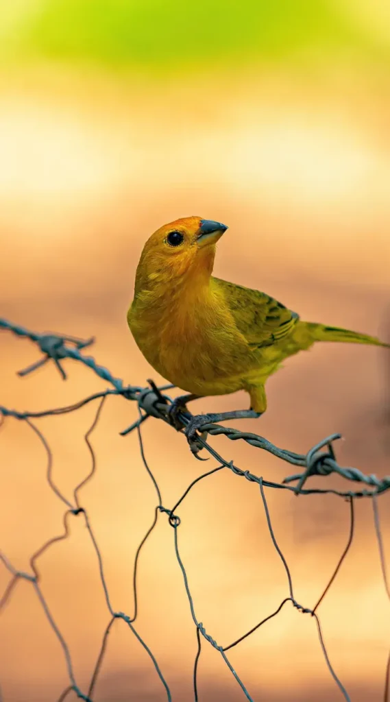 saffron finch image