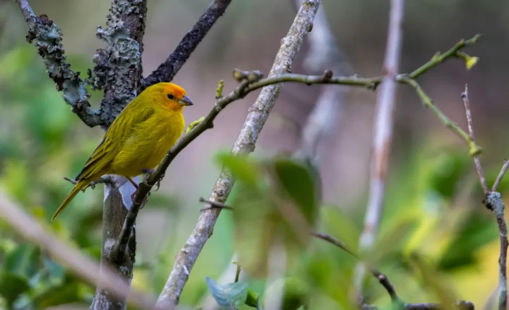 saffron finch male