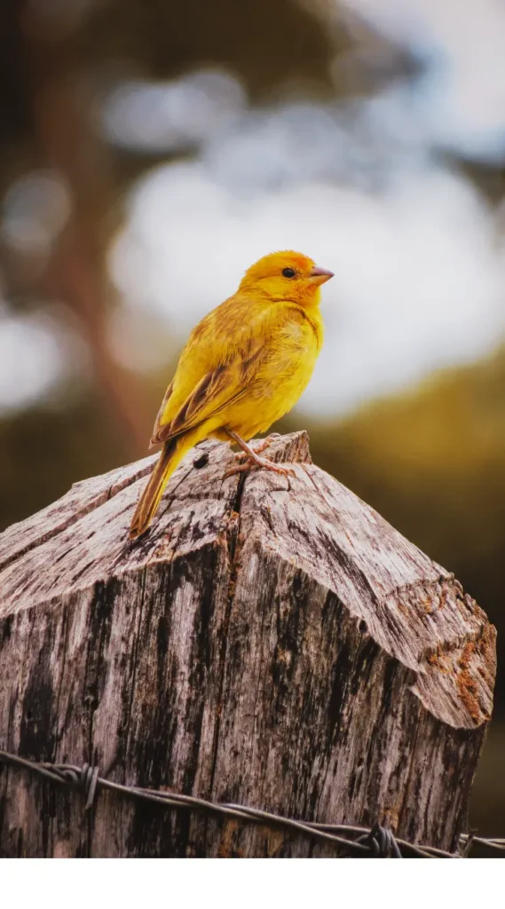saffron finch meaning