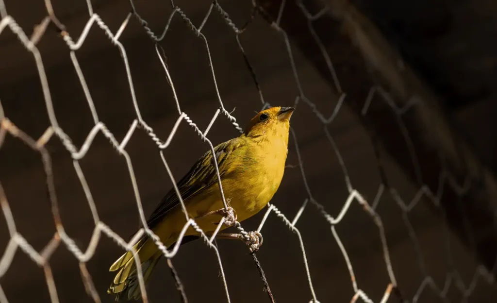 saffron finch nest