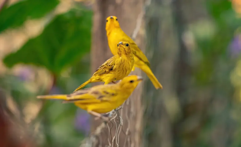 saffron finches