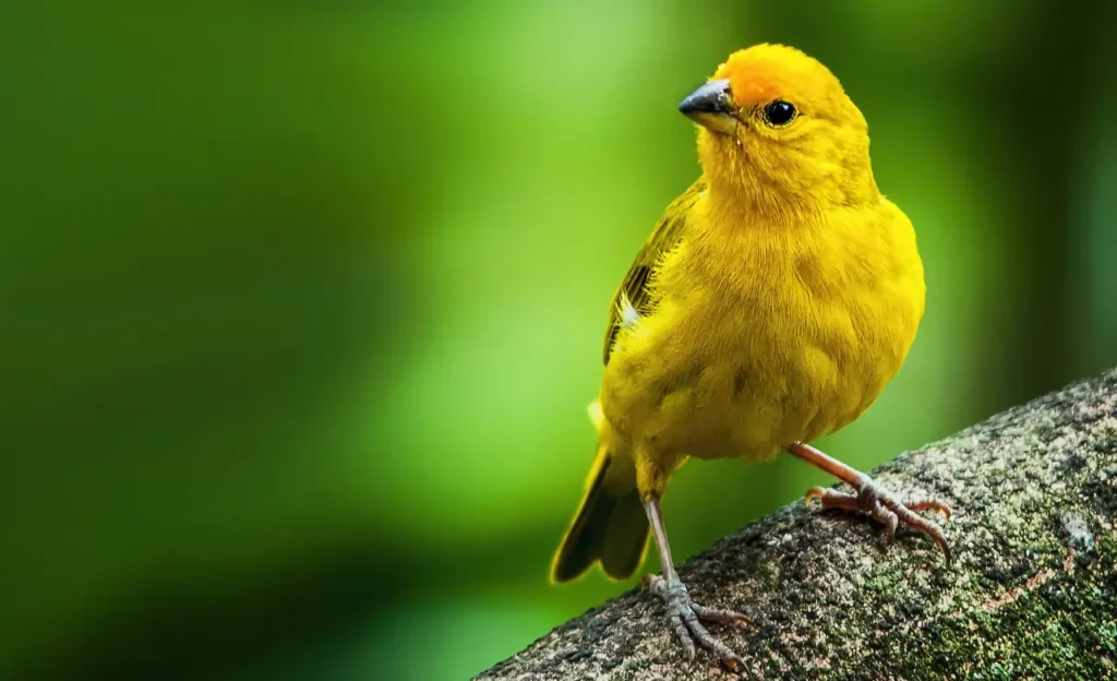 sicalis flaveola saffron finch
