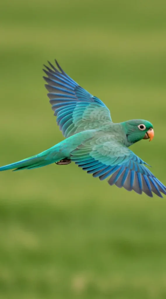 turquoise conure training