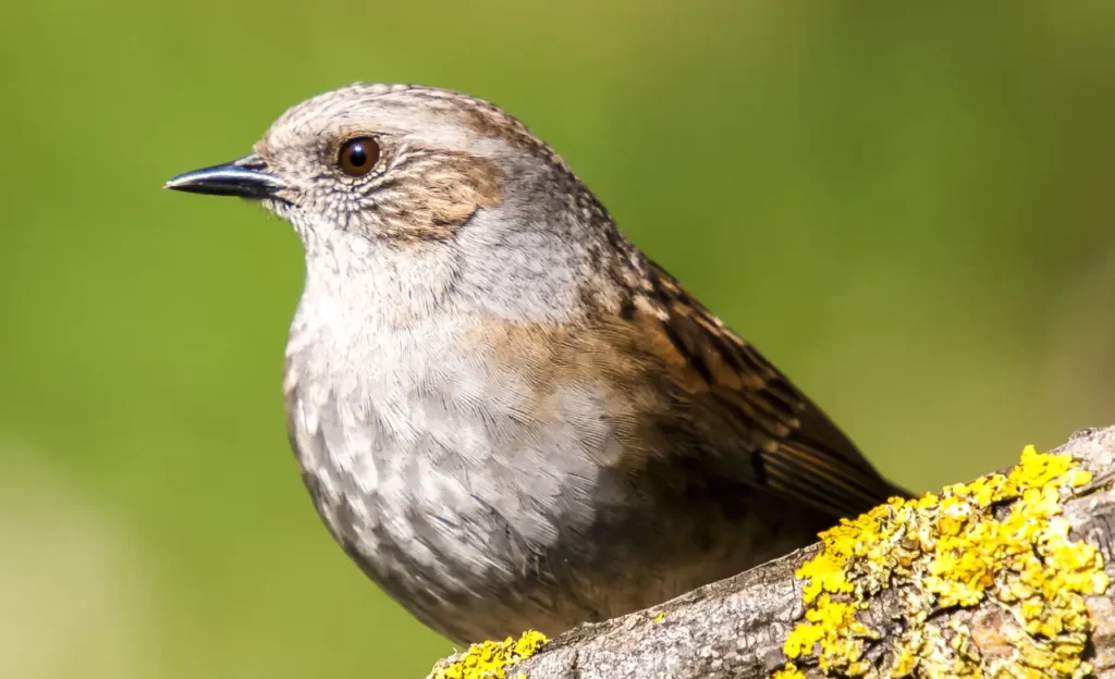 young dunnock bird