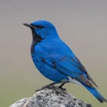 Beautiful Blue Rock Thrush