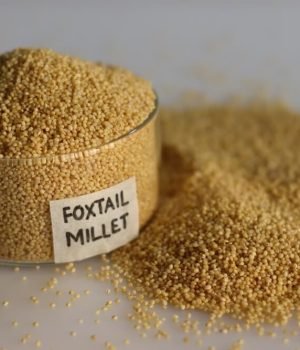 Bulk Foxtail Millet Seeds