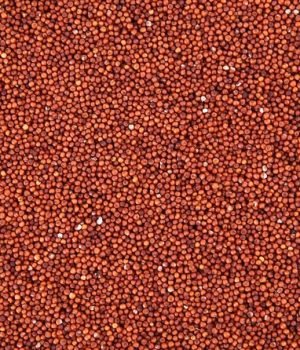 Bulk Red Millet Seeds